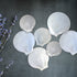 flat white scallop shells pack of 50